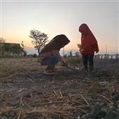 Kỳ Q