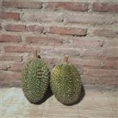 Mỹ N