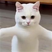 Báo 