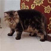 Rồng
