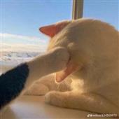 Tung