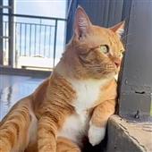 Tai 