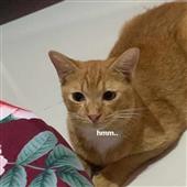 năm 
