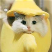 Bộ t