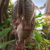 Cuộc