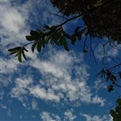 phươ