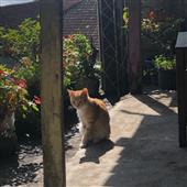 Kèo 