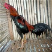 Sự t