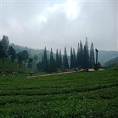 Lợi 