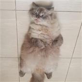 tố l