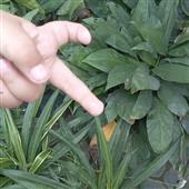 Bản 