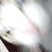 Các 