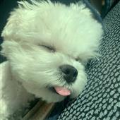 Báo 
