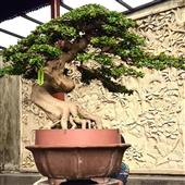 Dự đ