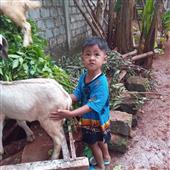 Trực