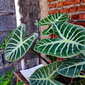 Khuy