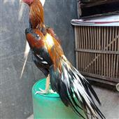 Băng
